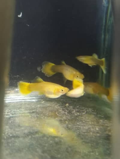 Guppy fish jumbo size