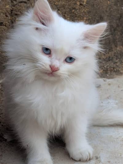 Persian kitten
