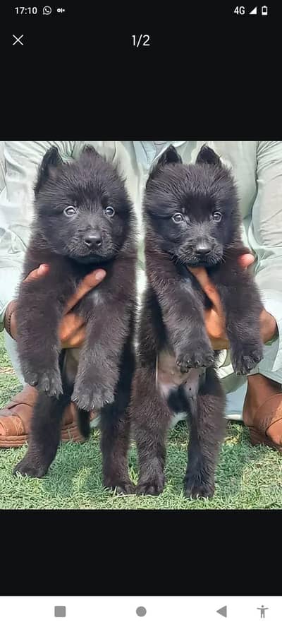 Black sheep long pair do do mahine for sale