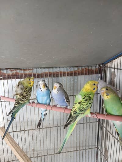 Hogoromo Budgies