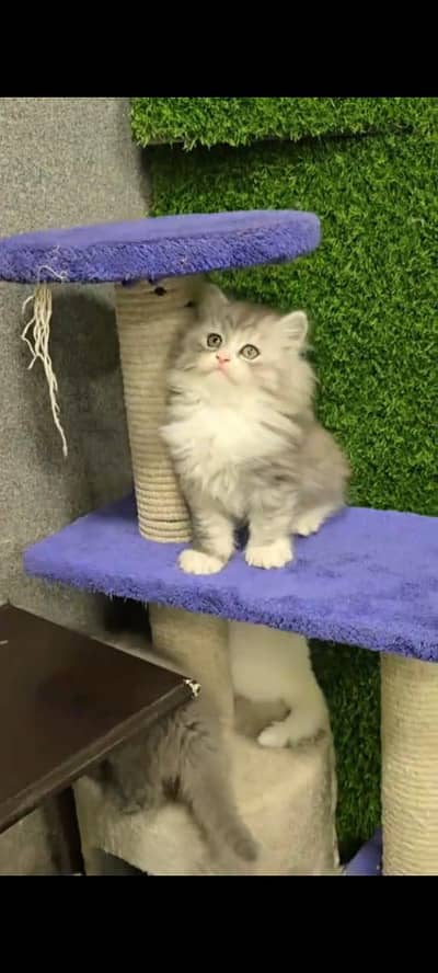 pure Persian cat vaccinated triple coated WhatsApp/0331/7823482/