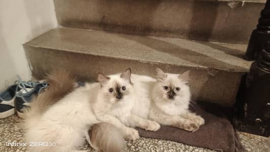 Himalayian cats  for sale