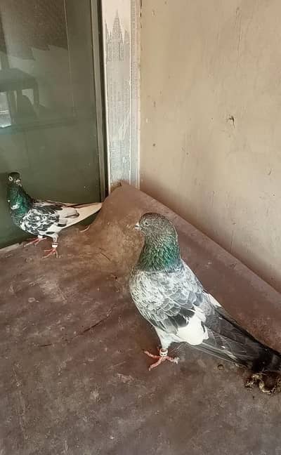 Ferozpuri Breader Pair  For Sale G15 Islamabad.