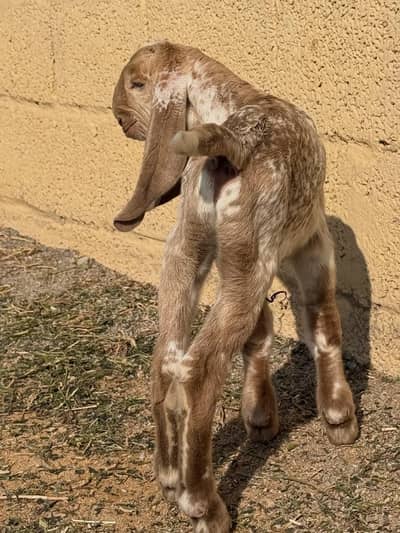 Gote baby for sale Contact Me 0323/3022342