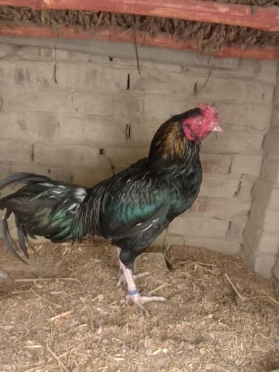 Aseel murgha for sale