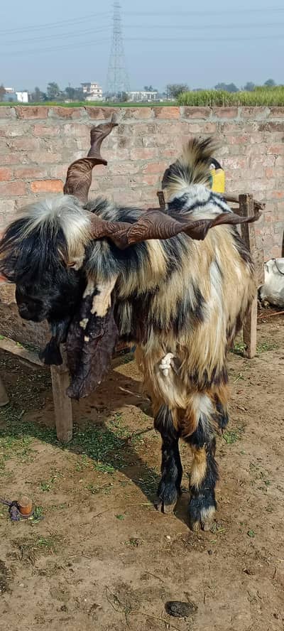 bakra ha big saiz ka ha