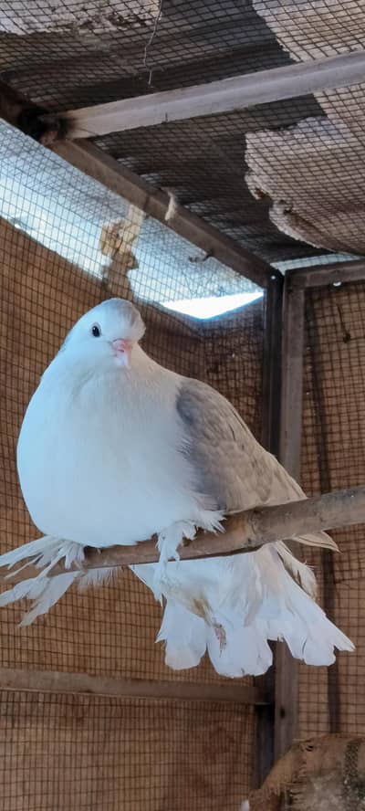 Quality german sherazi