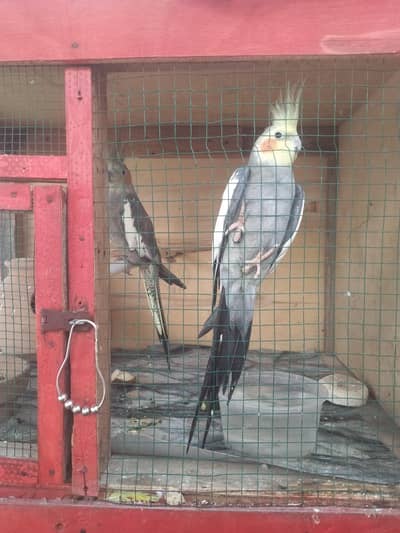 03101020766 کوکٹیل کا جوڑا بالکل ایک ٹپ اور تیار پکا ہوا جوڑا فور سیل