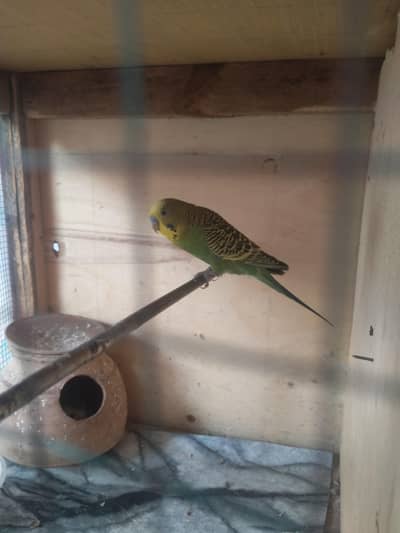 جوڑا بالکل ایک ٹپ اور تیار پکا ہوا جوڑا ز بجیز