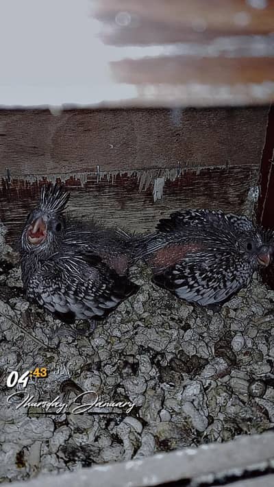 coacktails chicks handtame purpose