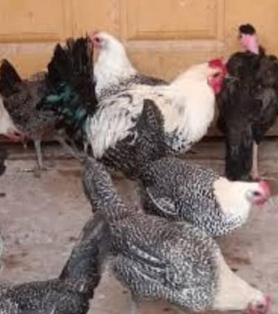 5 murgiya or 1 murga for sale 2500 per pics whatapp number03175050604