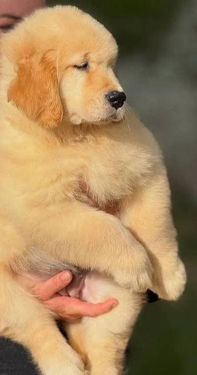 Imported golden retriever kcp pedigree puppies