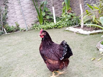 rir heritage pair for sale