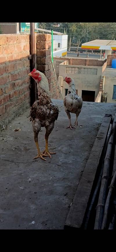 High quality aseel jora or shamo male