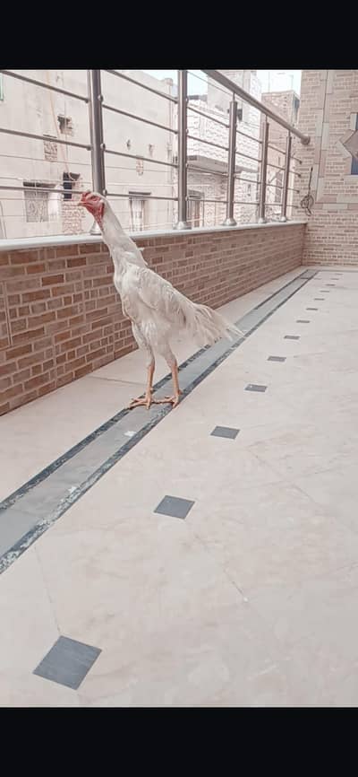 High quality  shamo male