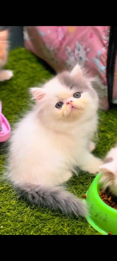 Persian kitten triple long coat and littler Trend/0331/7823482/