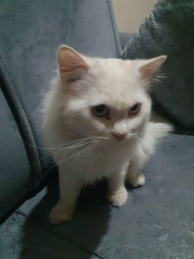 whats app. / 03470002355