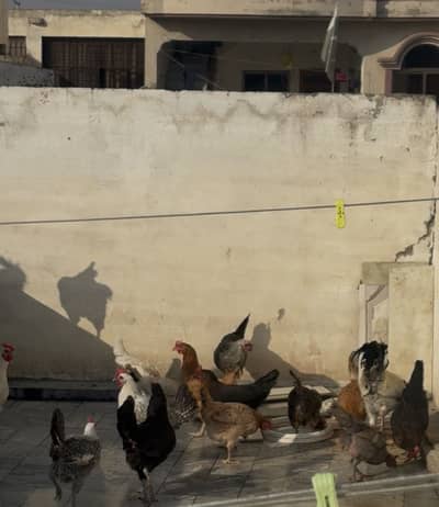 Desi murghiya and murghy