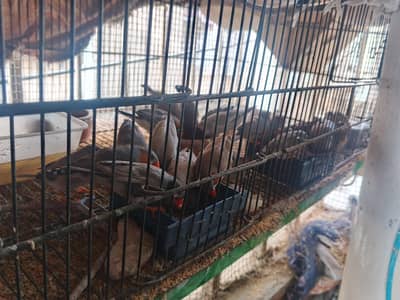 adult breeder finches pair