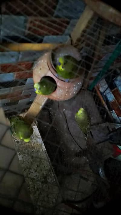 pairs for sale beautiful bird 