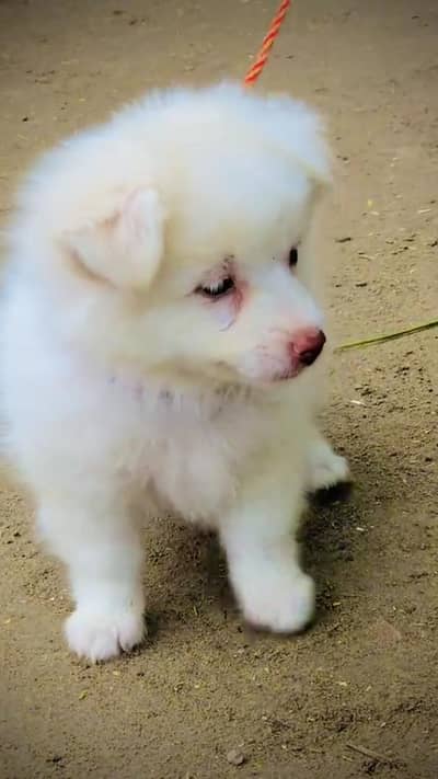 Russian male puppy for sale