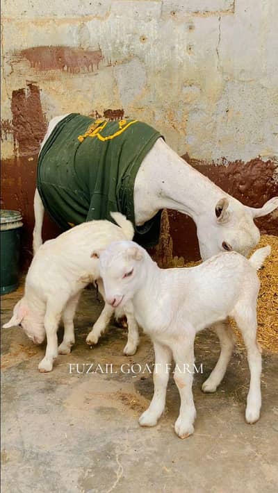 teddy female 6dant with 2kids