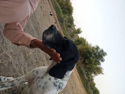 English Pointer For Sale