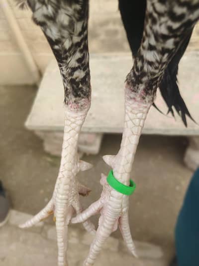 Jawa Aseel Murga for sale