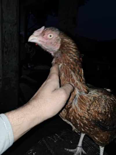 Aseel female pure sindhi