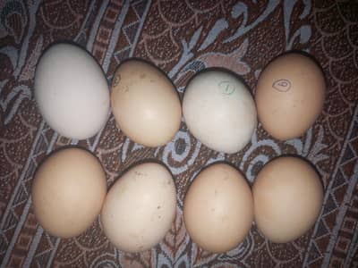Heera Aseel eggs  for sale