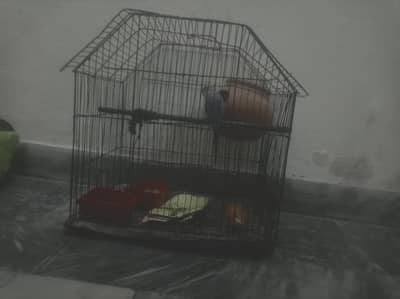 Australian parrots 1 pair