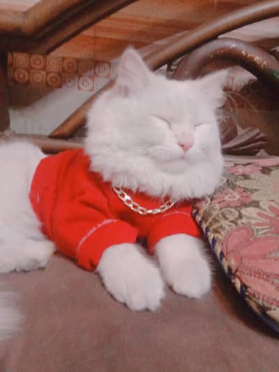 Persian cat