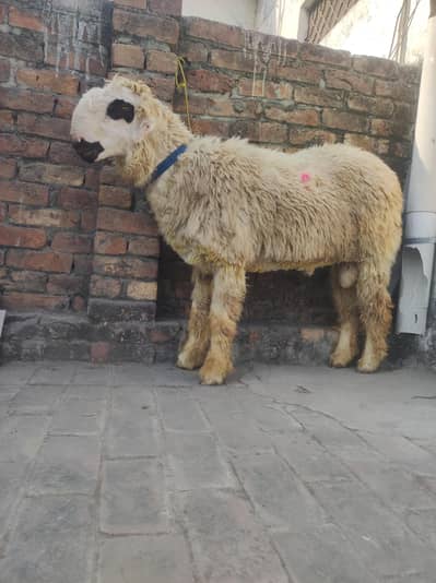 kajla/Mundra/chatra/bakra