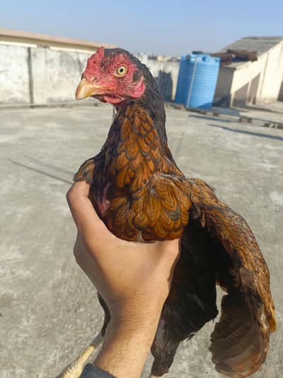 aseel hen mianwalli for sale