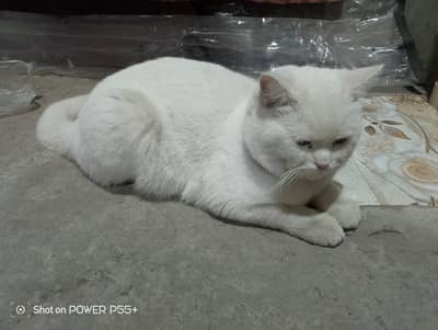 this cat is for sale