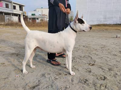 Gultair breeder female for sale. .