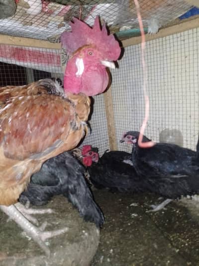 Astrlope mesri mrghian