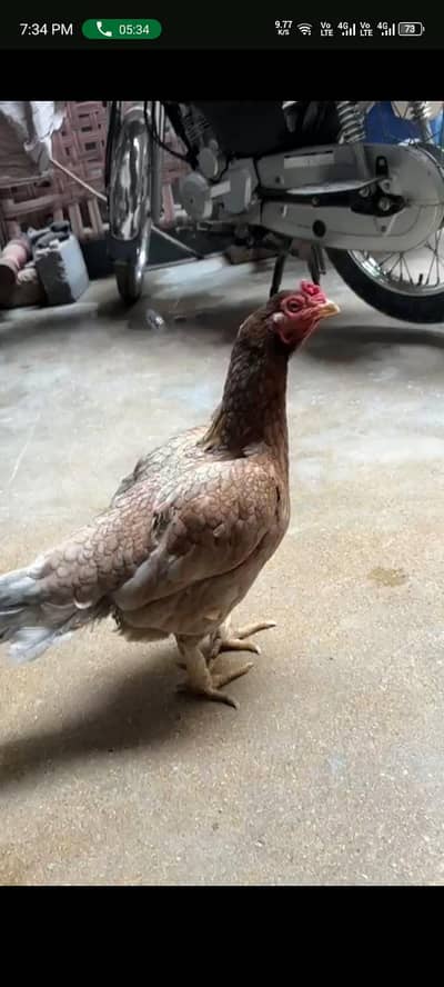 pure aseel mainwali murghi quality bird