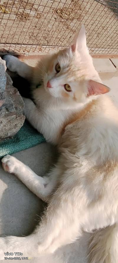 Persian cat thripal coated