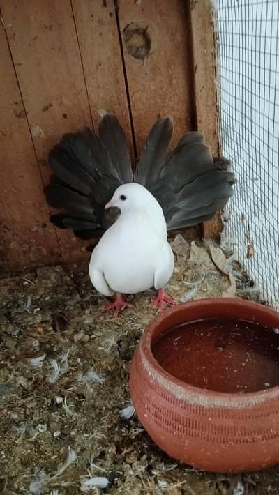 fenteel pegans for sale