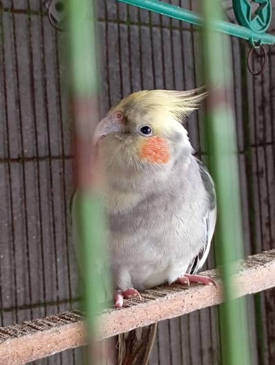 cocktail pair parrots
