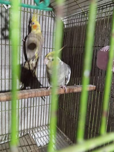 cocktail breeder pair egg dia han