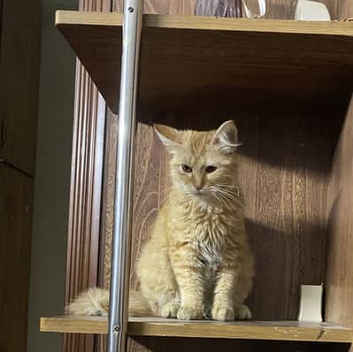 Sweet & Fluffy Brown Persian Kitty Looking for a Loving Home