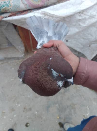 Healthy and active pigeon