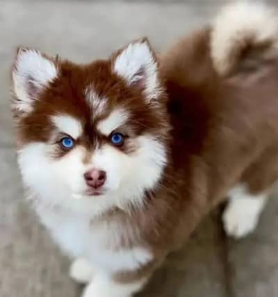 husky puppies 03709331903