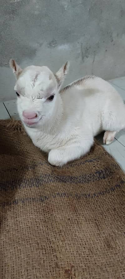 Teddy Gulabi baccha age 10 Din