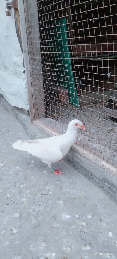 White female for sale