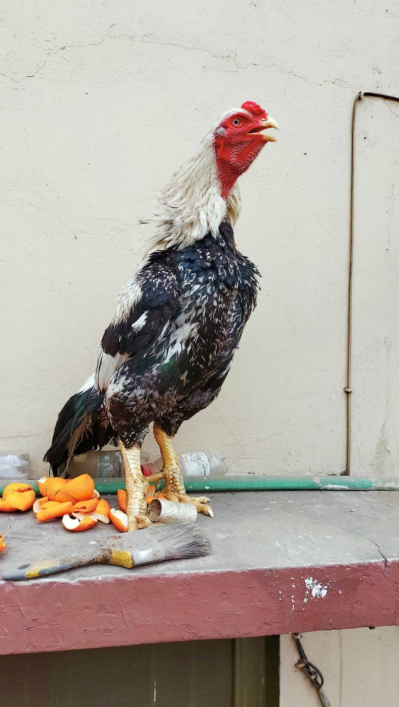 High Quality breader 2