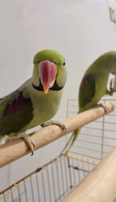 Jumbo Size Alexander Raw Pair video available