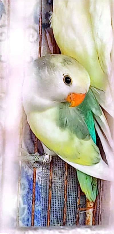 I am selling my lovebirds.